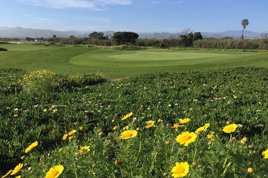 Olivas Links Golf Course: Hole #11 Green